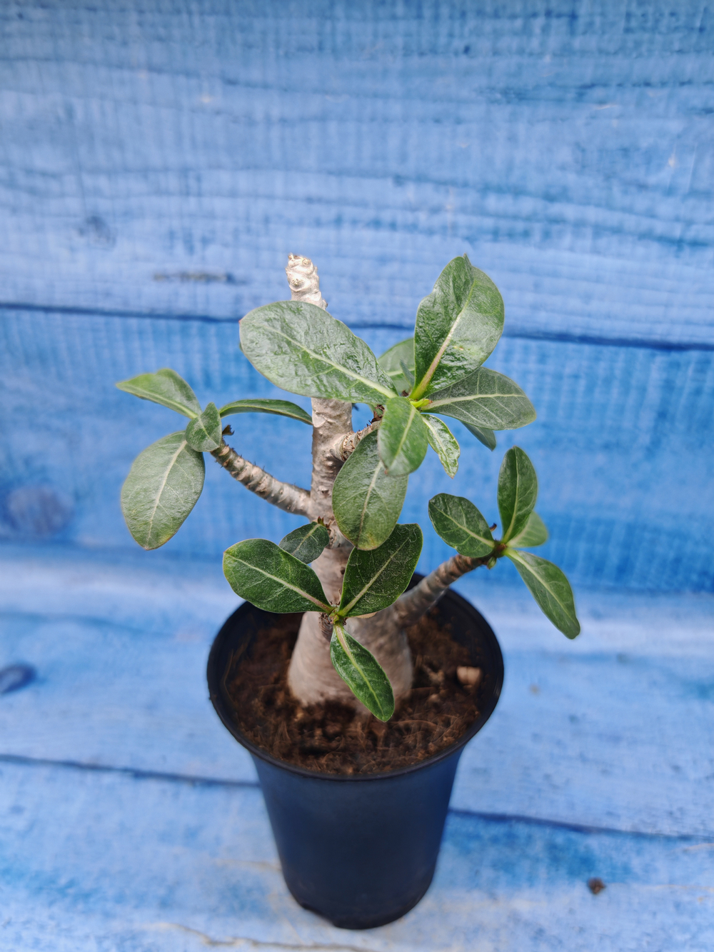 Adenium Baobab (Адениум)