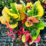 Кротон FAIRY DRAGON – MANGKORN KHOTCHASI (V21)