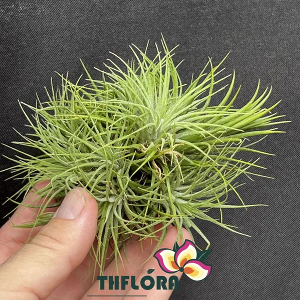 Тилландсия Ионанта стрикта Ionantha stricta, атмосферное растение