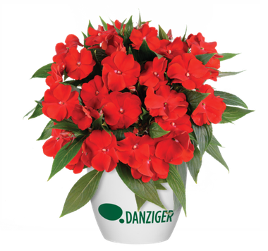 1194 Бальзамин НГ HARMONY BOLD RED