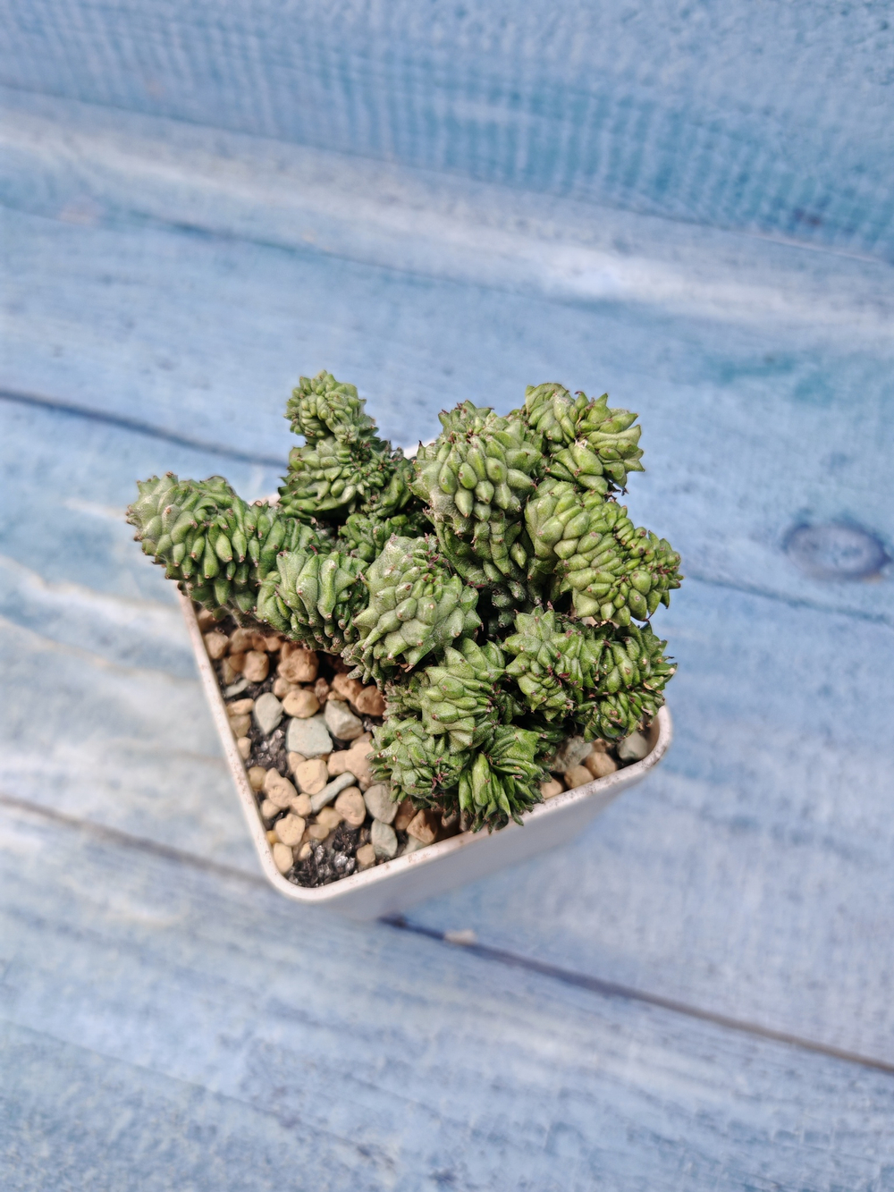 Euphorbia Green Elf cristata (Эуфорбия)