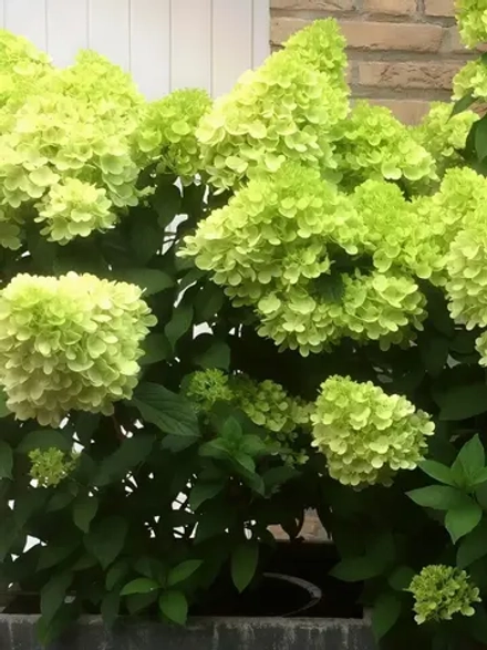 Мохито ( ‘Mojito’) Метельчатая Р9