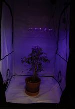УФ фитолампа для растений LED Booster Line UV 365-385-395-405 nm, 20W
