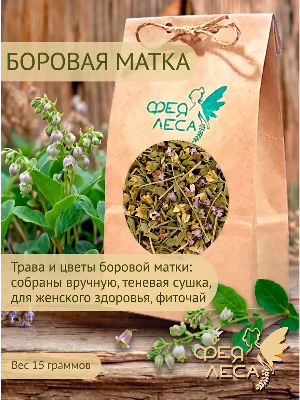 Боровая матка (ортилия однобокая) для здоровья и фитосборов