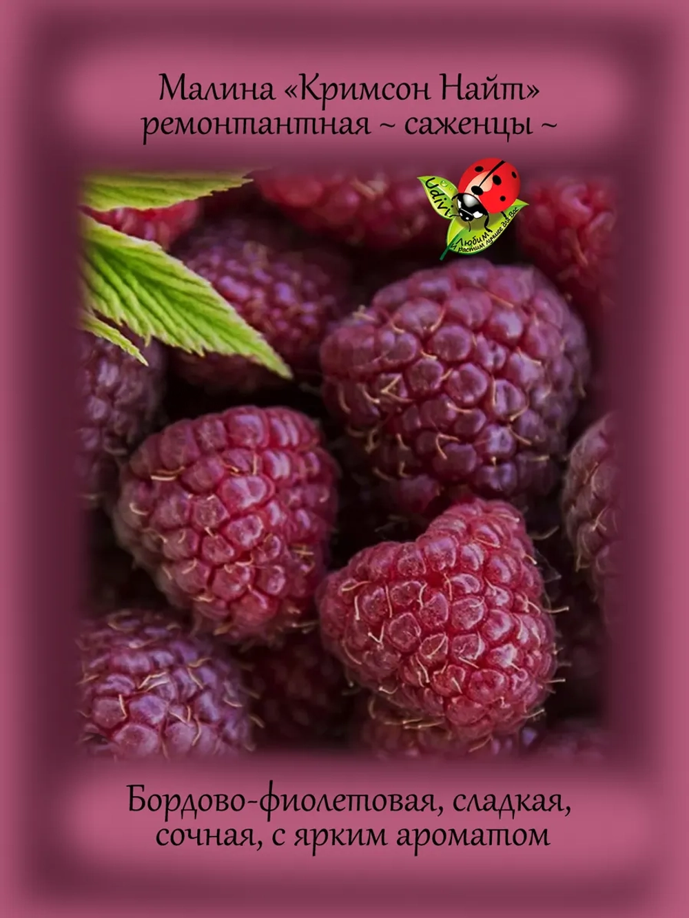 Малина Кримсон Найт ремонтантная