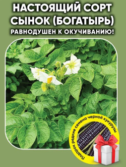 Картофель Сынок (Богатырь), посадочный материал 1 кг