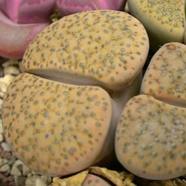 Литопс (C284 Lithops fulviceps v. fulvicep) живые камни семена