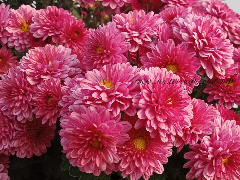 Каскадная хризантема Rose 🌿 /поставка |май 2027|саженец|