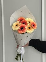 Кулек из 7 минигербер кремовых оттенков