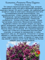 Клематис Пурпуреа Плена Элеганс махровый неукрывной