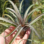 Тилландсия capitata Temascal R
