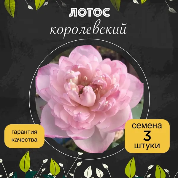 Лотос орехоносный "Королевский" семена 3 штуки