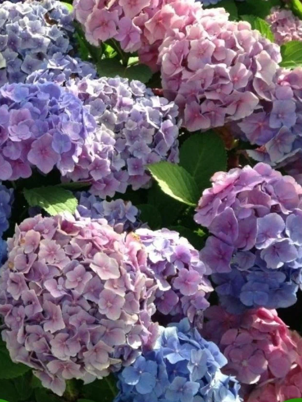 Гортензия крупнолистная Bouquet Rose / «Букет Роуз»