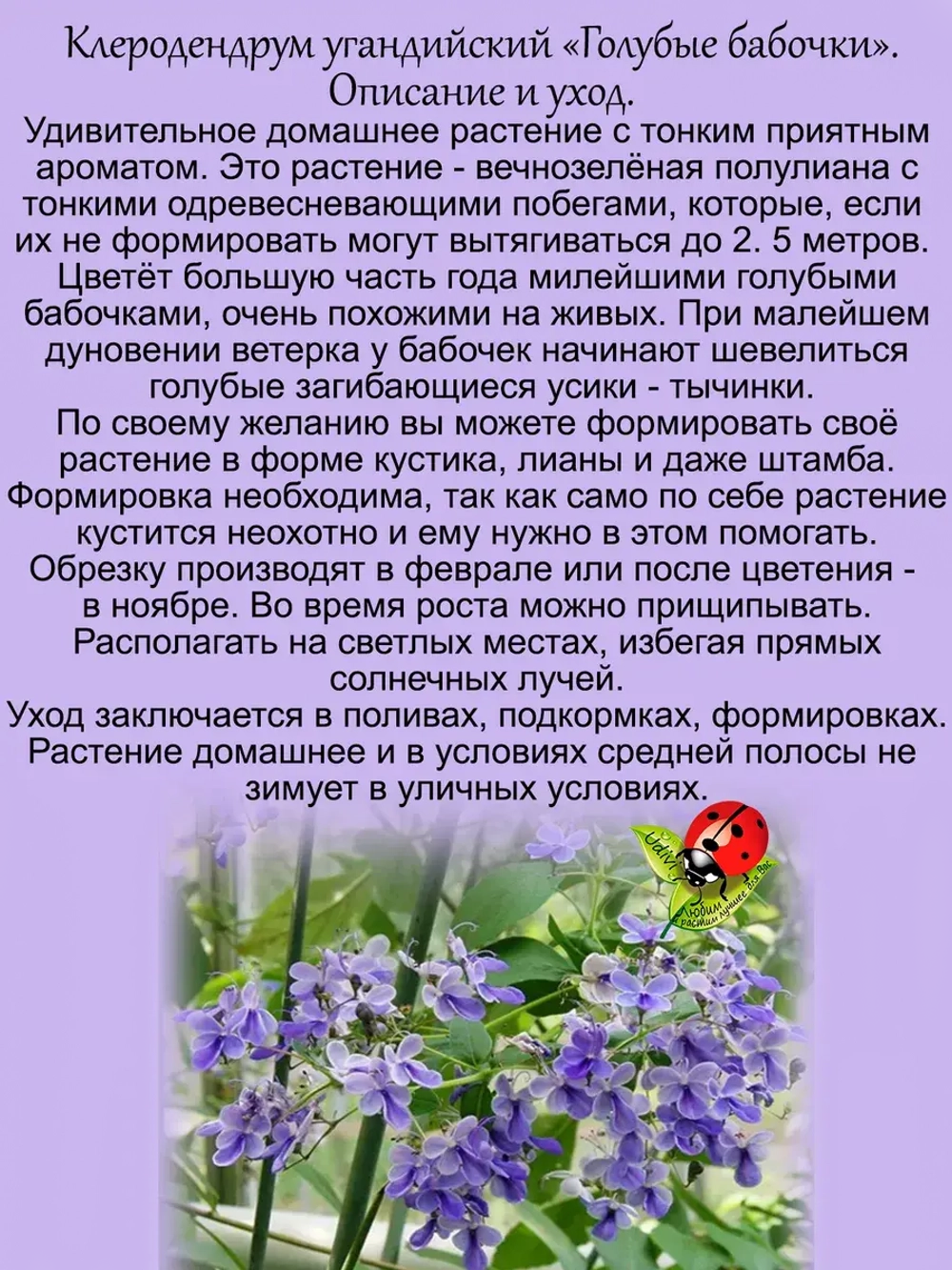 Клеродендрум угандийский Голубые бабочки