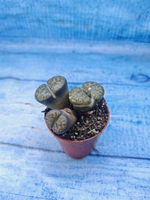 Lithops sp. (Литопсы)