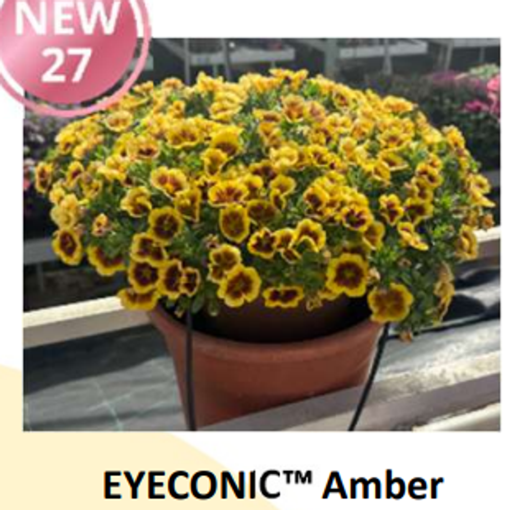 Новинка 2027 ЕВРО Калибрахоа EYECONIC Amber укоренный черенок начало января поставка 9