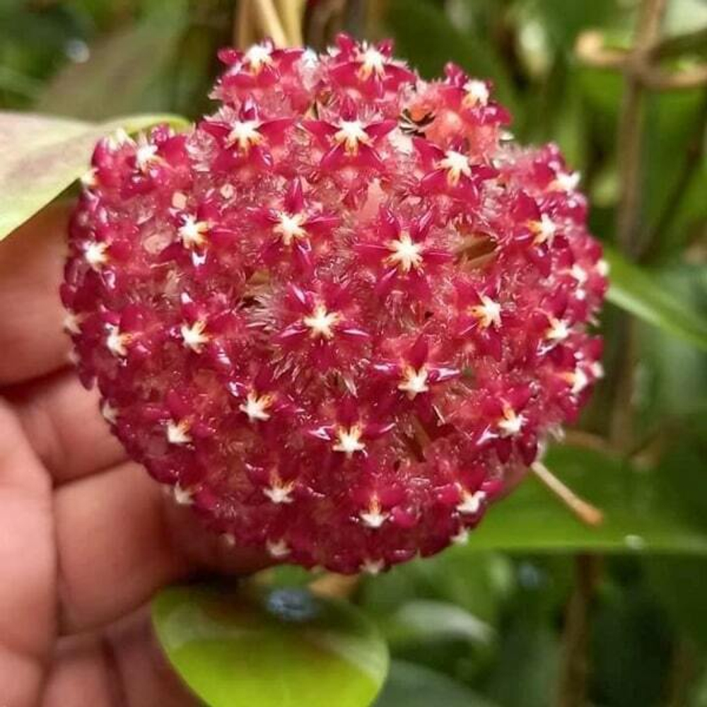Хойя 56-MINDORESIS RED FLOWERS