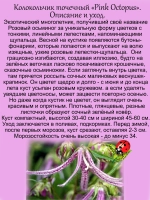Колокольчик Розовый Осьминог Пинк Октопус