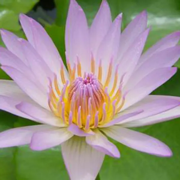 Нимфея Nymphaea Light Pink Water Lily 2