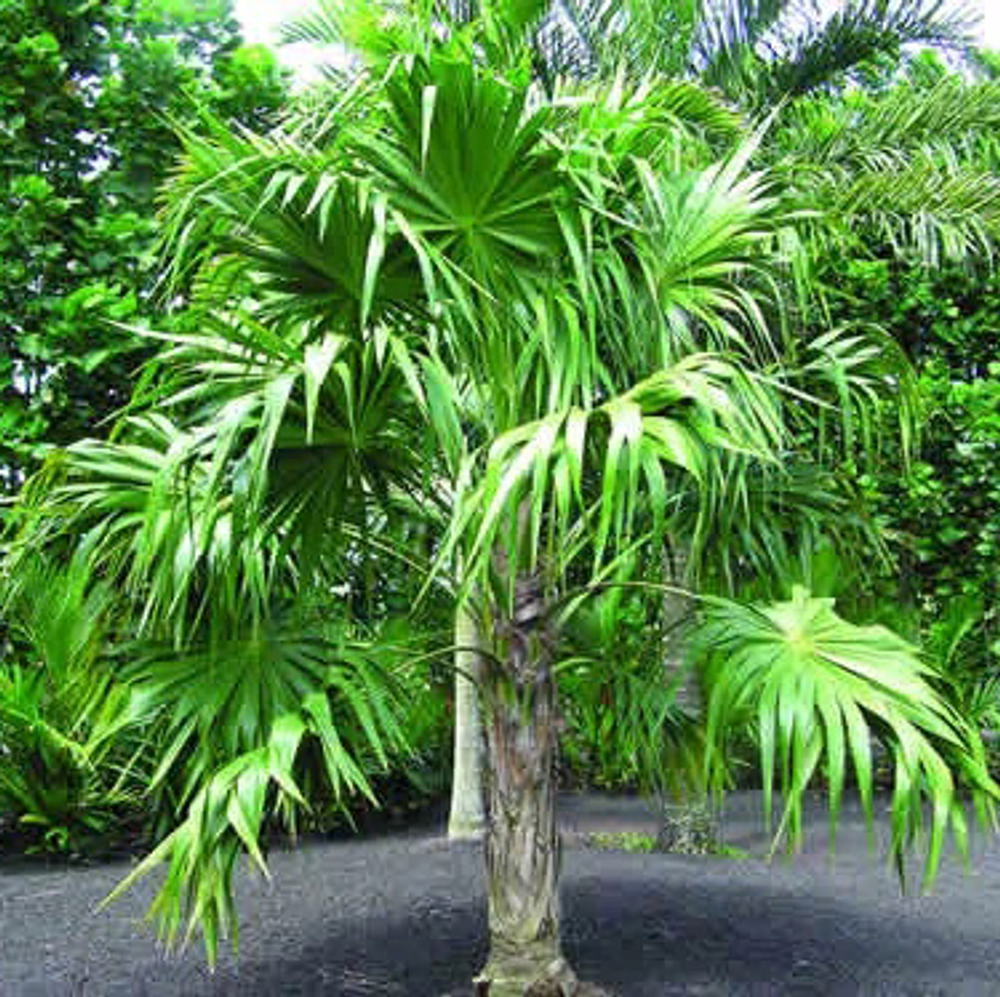 Флоридская соломенная пальма (Thrinax radiata) семена 2 шт