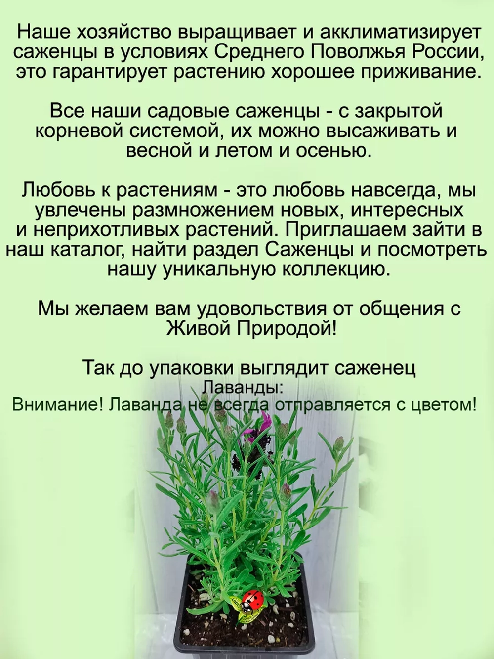 Лаванда Дип Роуз широколистная розовая многолетняя