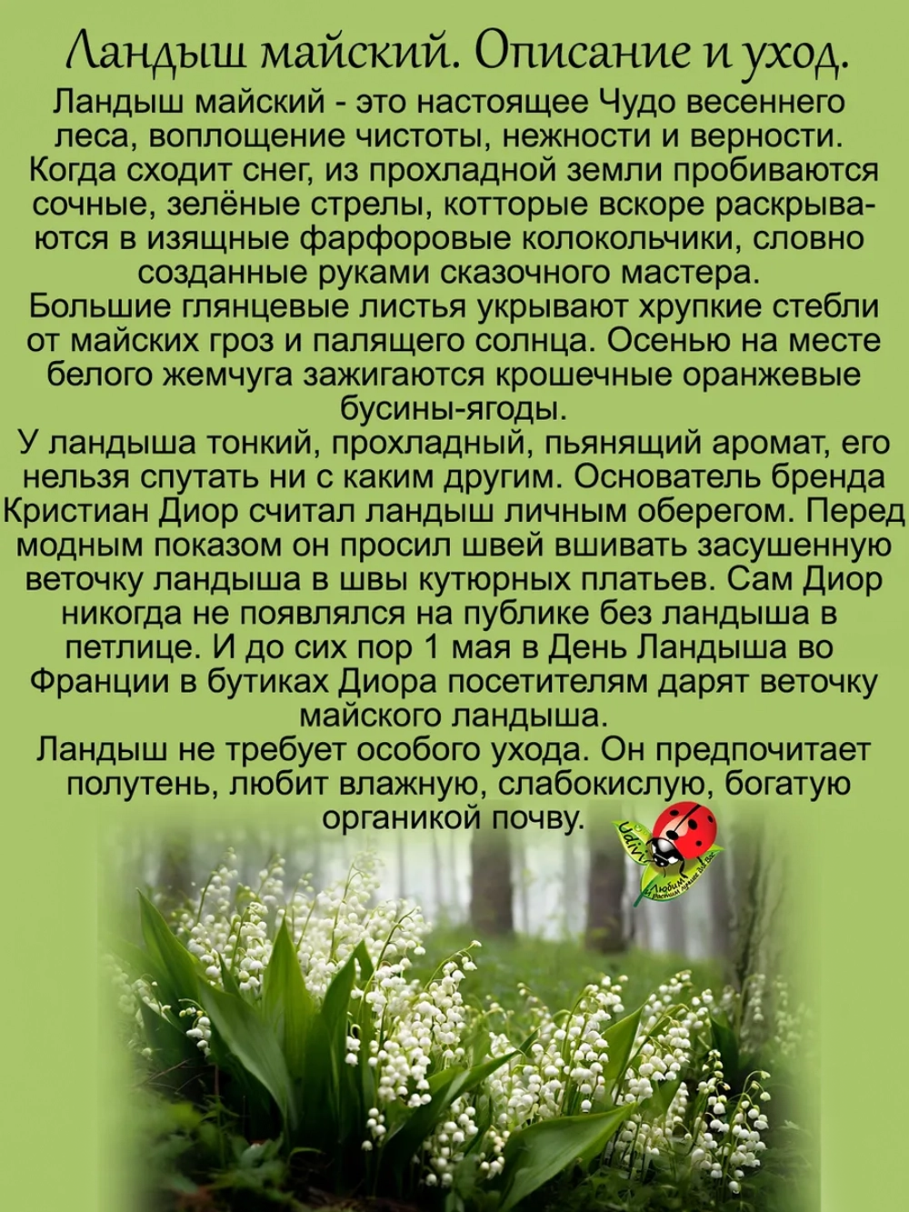 Ландыш Майский