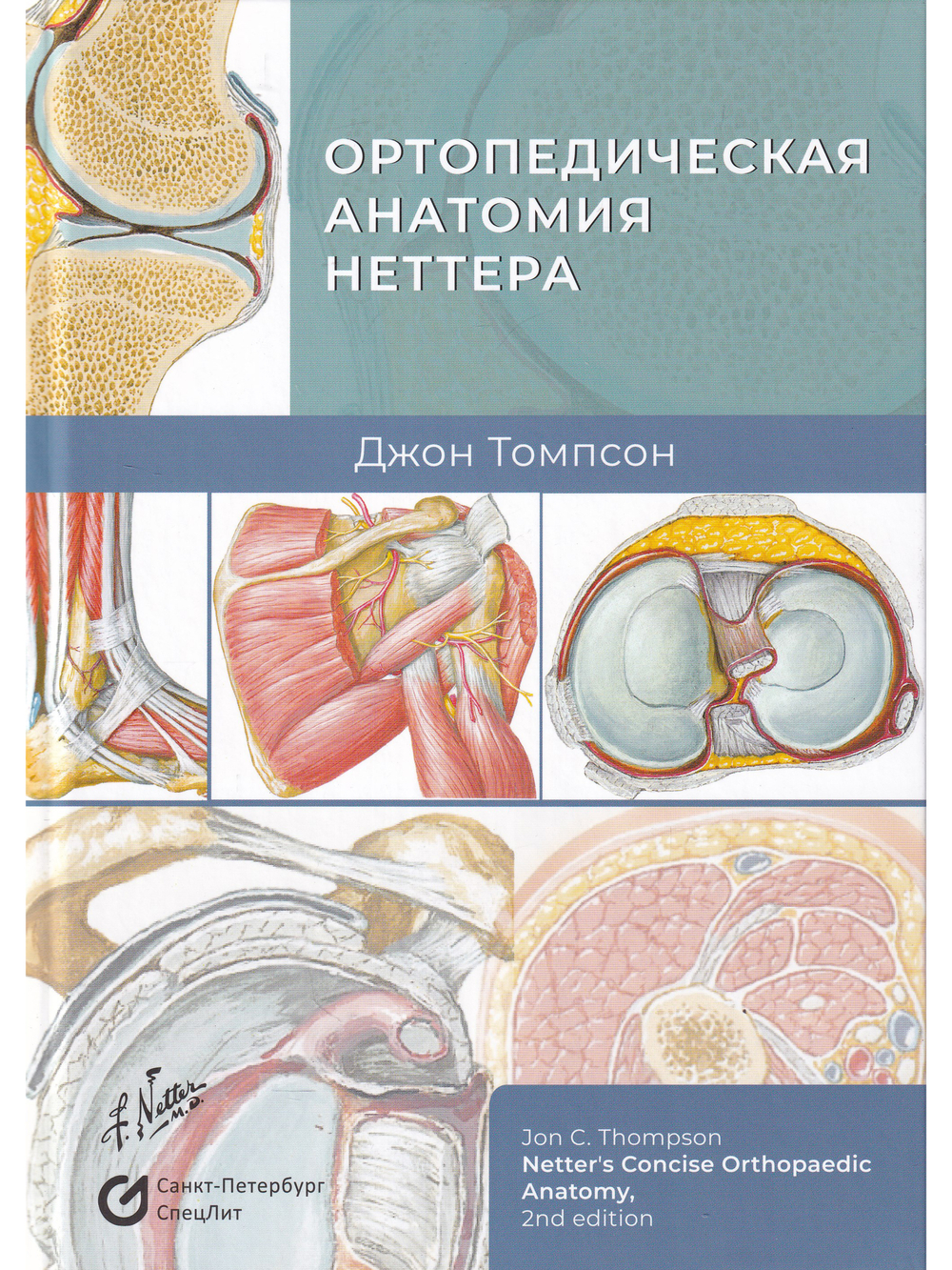 Ортопедическая анатомия Неттера