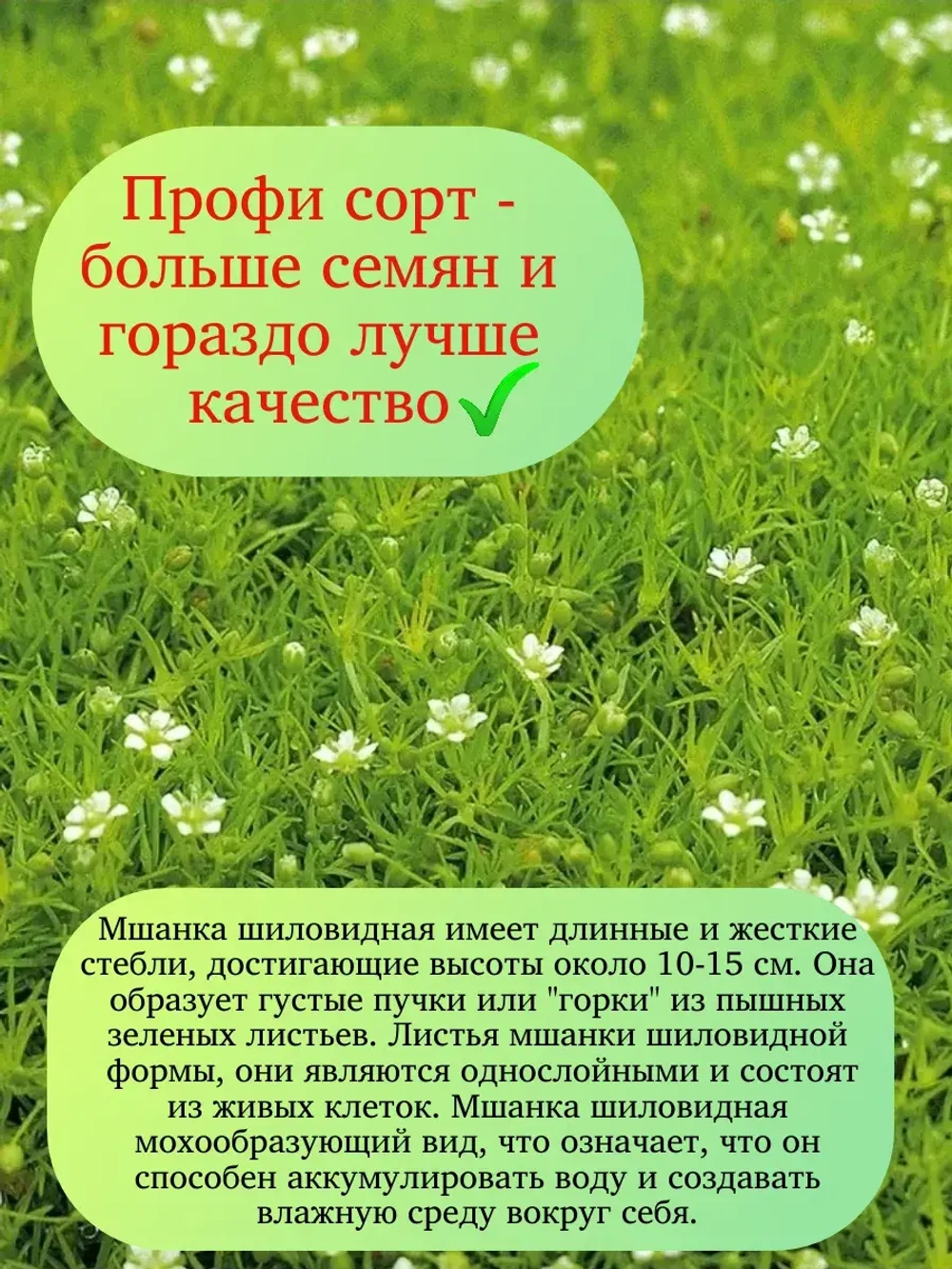 Семена Мшанка Шиловидная (Ирландский мох) 1000 шт