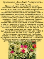 Бугенвиллия Сан Диего Ред вариегата