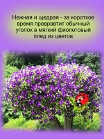 Петуния Бланкет Виолет