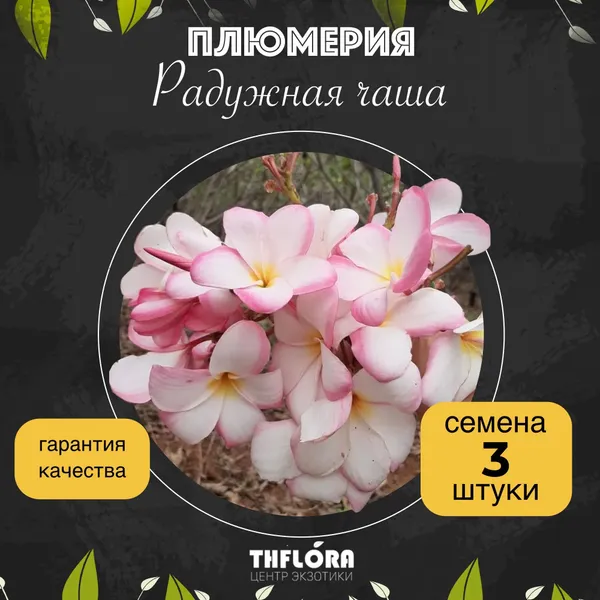 Плюмерия "Радужная чаша" — семена, 3 шт.