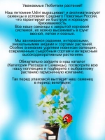 Крыжовник Фридония бесшипный сладкий