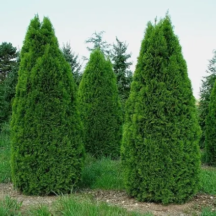Туя западная Смарагд (Thuja occidentalis Smaragd) р9 август 2026 г