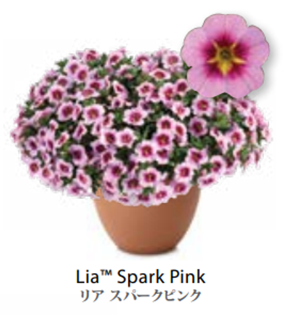 ЕВРО Калибрахоа LIA Spark Pink укоренный черенок середина поставка 1