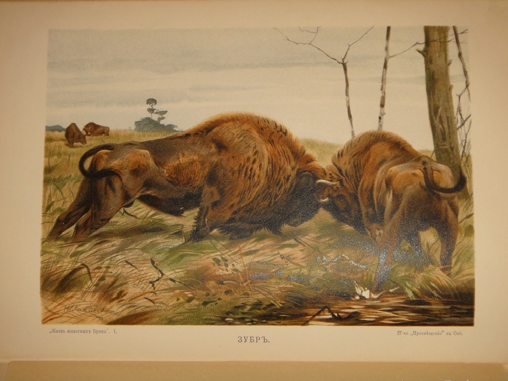 "Жизнь животных. В 3-х томах". 1904г.