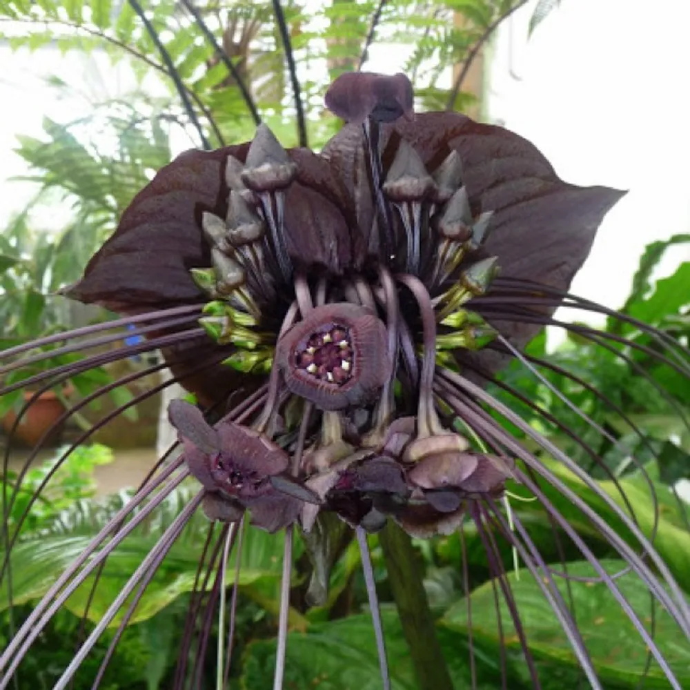 Такка Черная (Tacca Chantrieri) САМОВЫВОЗ