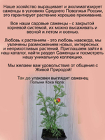 Полынь Кола с ароматом колы многолетник