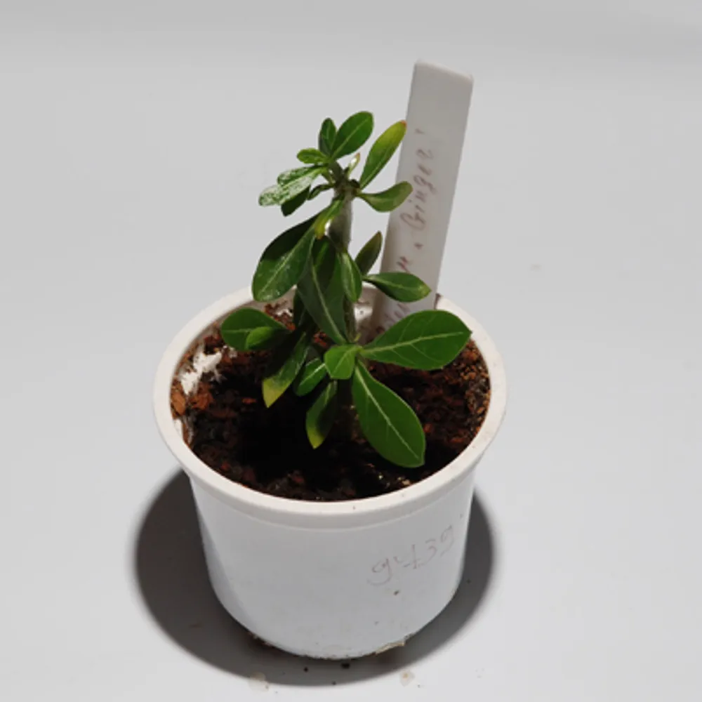 Adenium Obesum Ginger #1