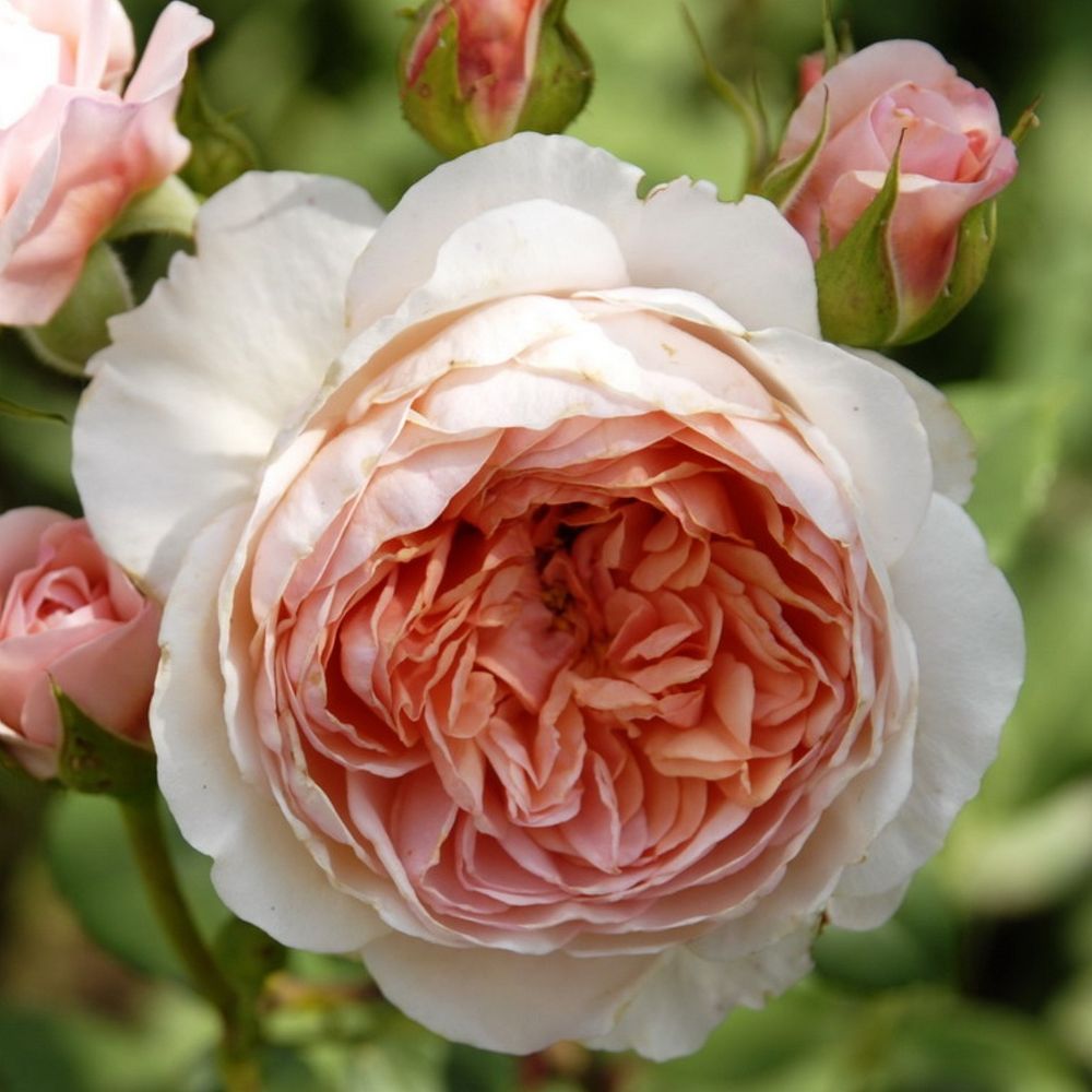 Вильям Моррис (William Morris)