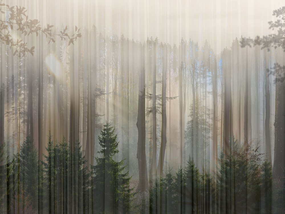 FORESTA 7