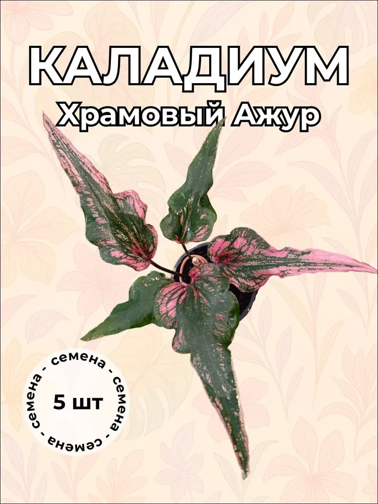 Каладиум Храмовый Ажур семена 5 штук