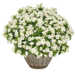 Петуния ампельная Surfinia Table White (П15)