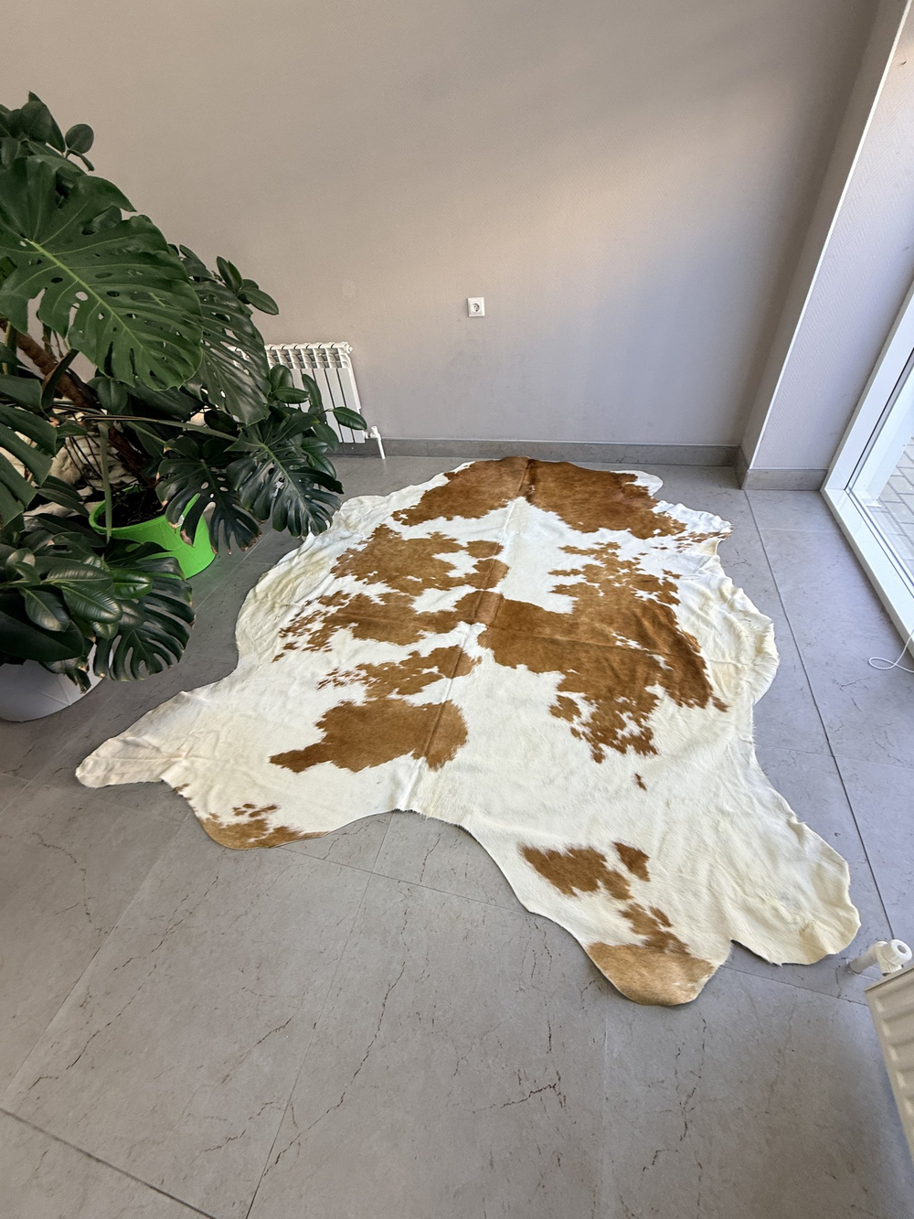 Коровья шкура на пол натуральная. 240 х 210 см