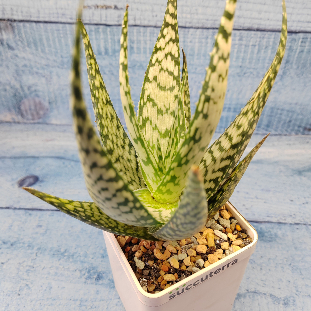 Aloe Bronze Lizard (Алоэ)