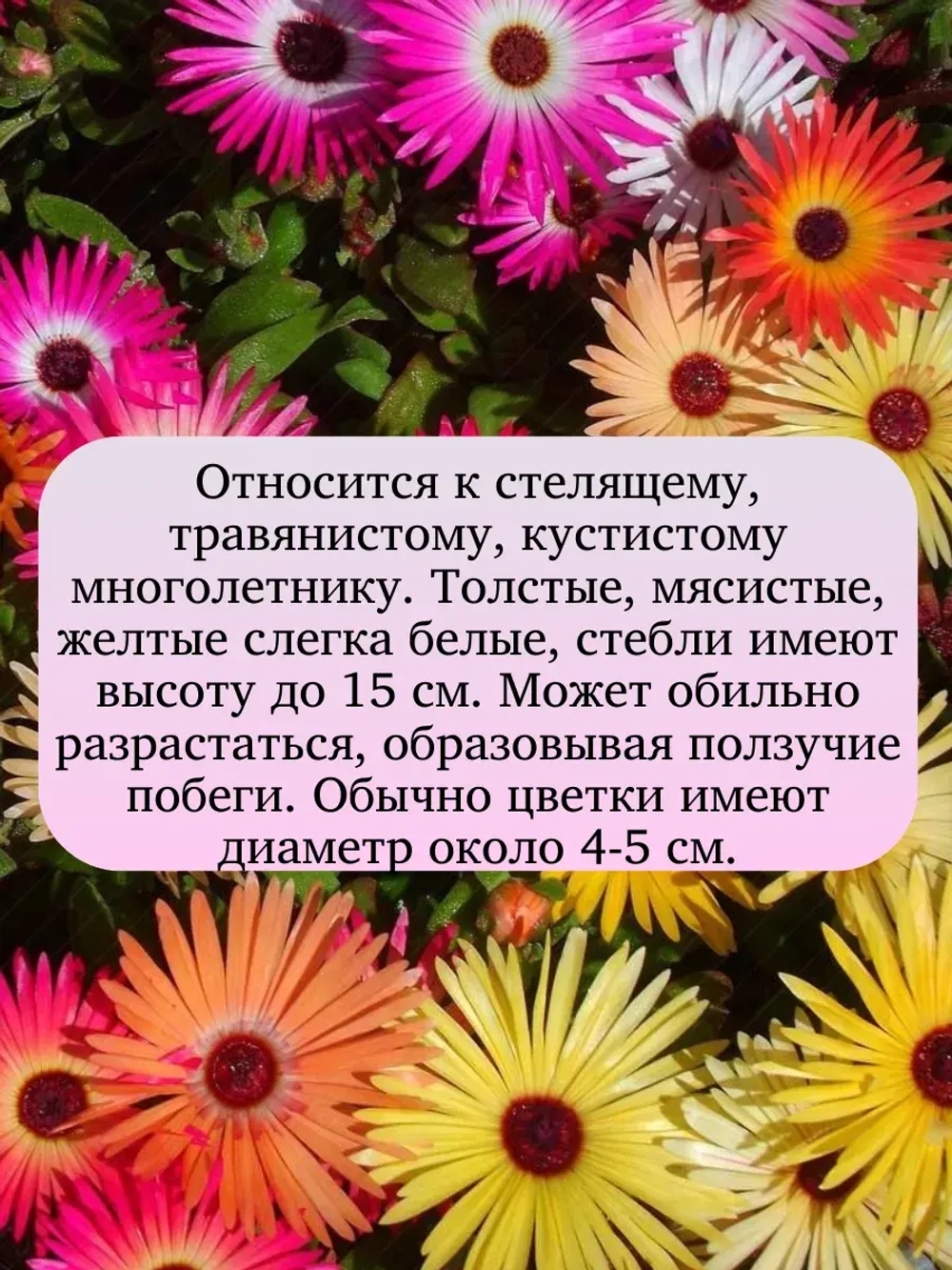 Семена Мезембриантемум Арлекин 2 гр