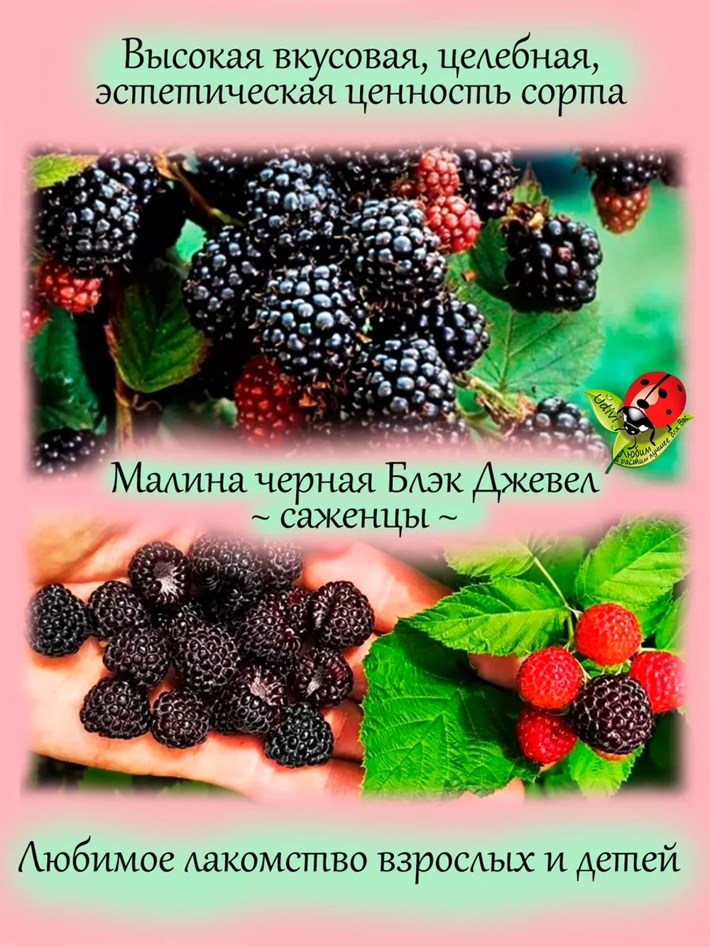 Малина Блэк Джевел черная