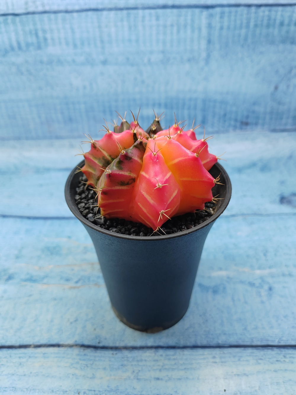 Gymnocalycium Variegata (Гимнокалициум Вариегатный)