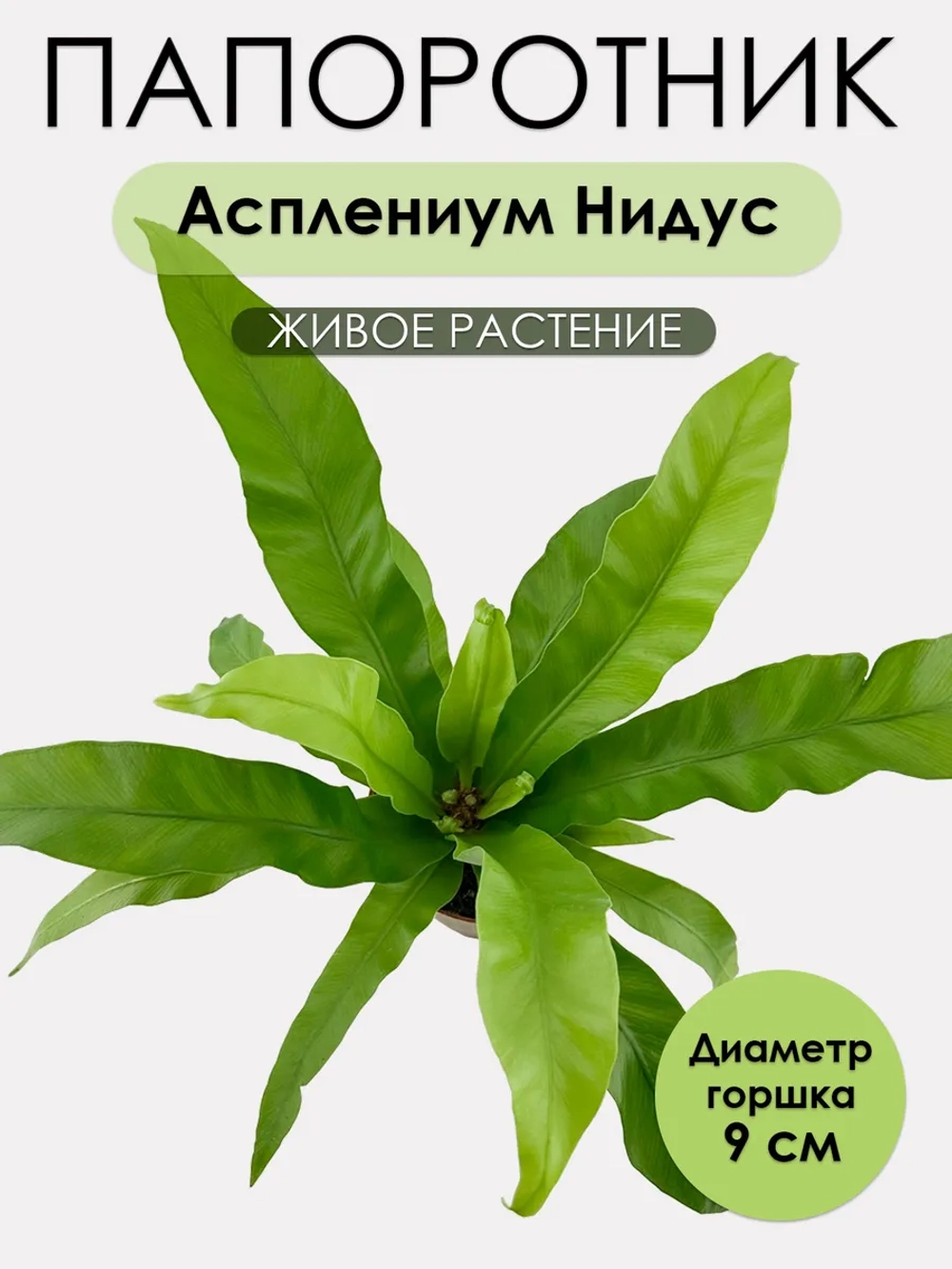 Асплениум Нидус D9. Растение живое