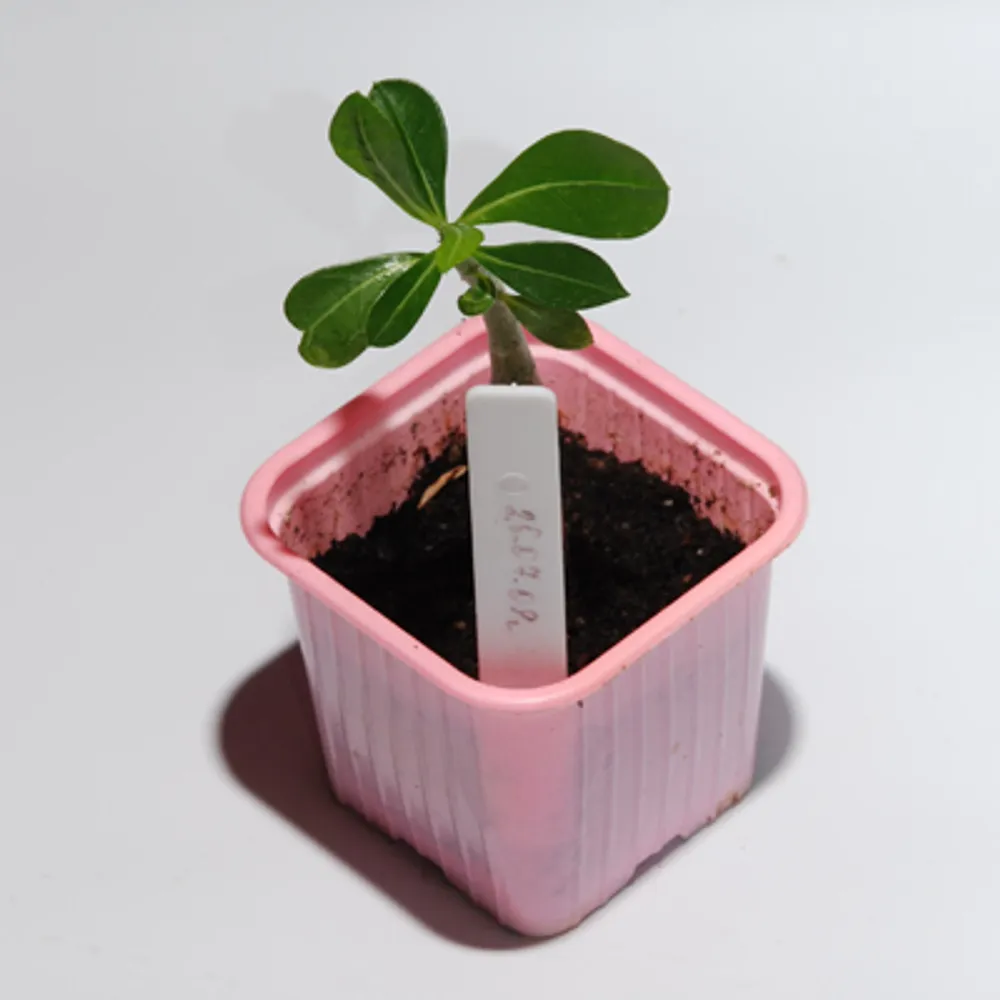 Adenium Obessum Touch Stone