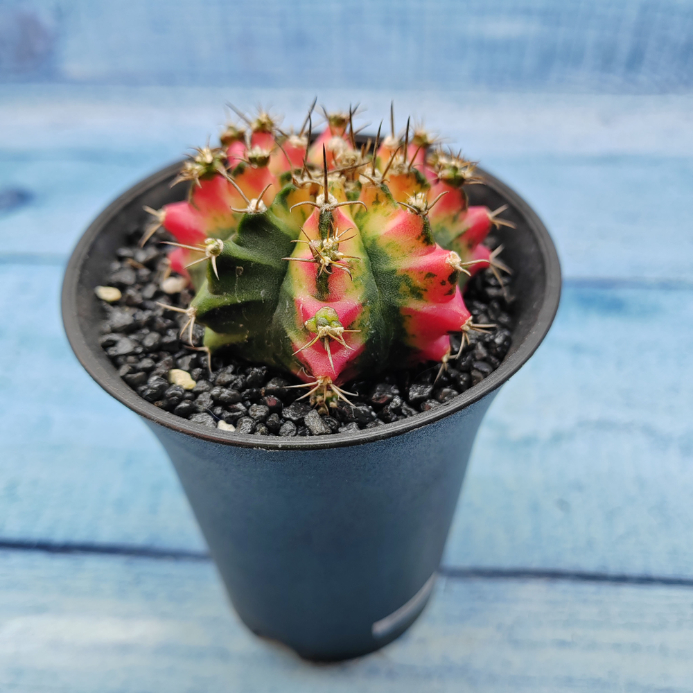 Gymnocalycium Variegata (Гимнокалициум Вариегатный)